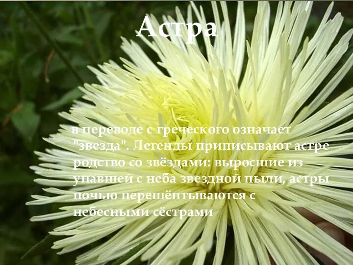 Астра в переводе с греческого означает "звезда". Легенды приписывают астре родство со