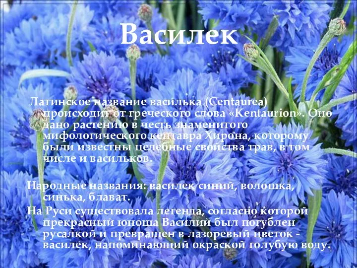 Василек Латинское название василька (Centaurea) происходит от греческого слова «Kentaurion». Оно дано