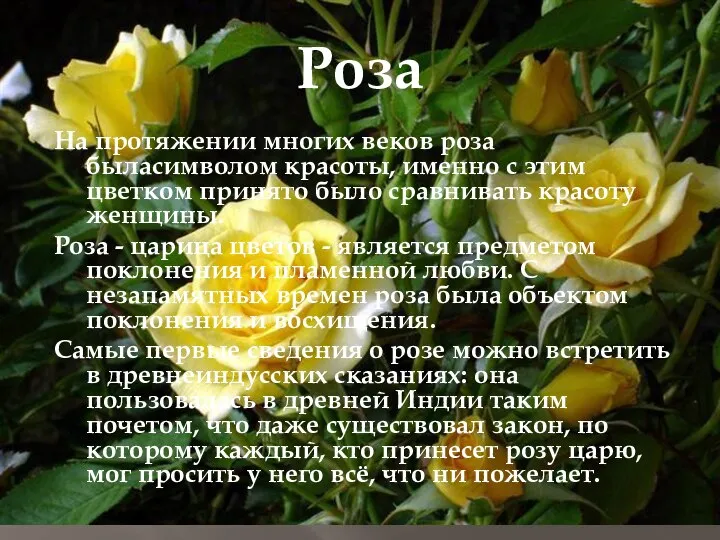 Роза На протяжении многих веков роза быласимволом красоты, именно с этим цветком