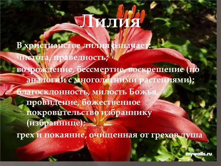 Лилия В христианстве лилия означает: чистота, праведность; возрождение, бессмертие, воскрешение (по аналогии