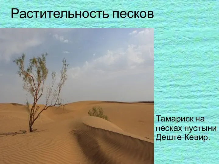 Растительность песков Тамариск на песках пустыни Деште-Кевир.