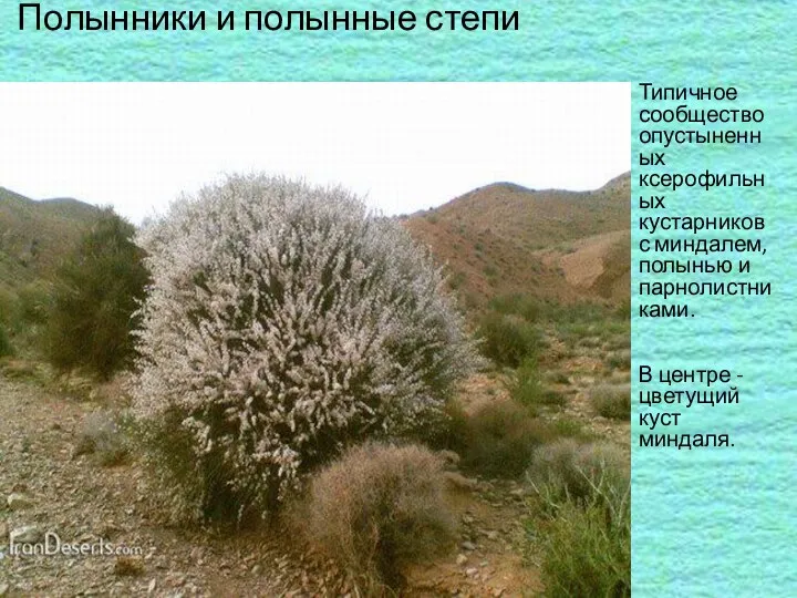 Полынники и полынные степи Типичное сообщество опустыненных ксерофильных кустарников с миндалем, полынью