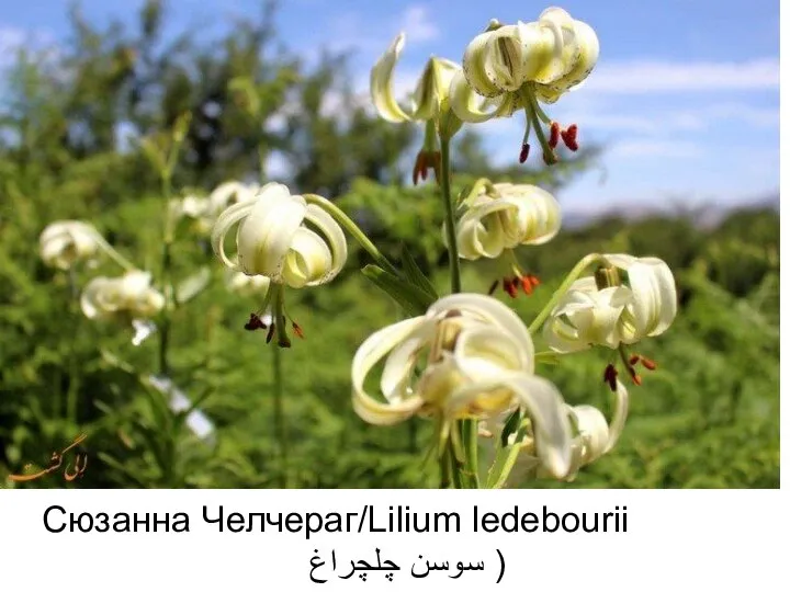 Сюзанна Челчераг/Lilium ledebourii سوسن چلچراغ )
