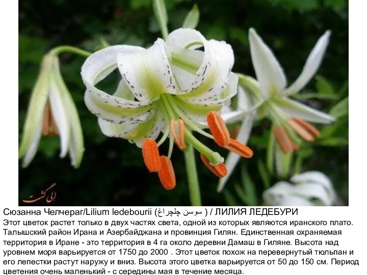 Сюзанна Челчераг/Lilium ledebourii (سوسن چلچراغ ) / ЛИЛИЯ ЛЕДЕБУРИ Этот цветок растет