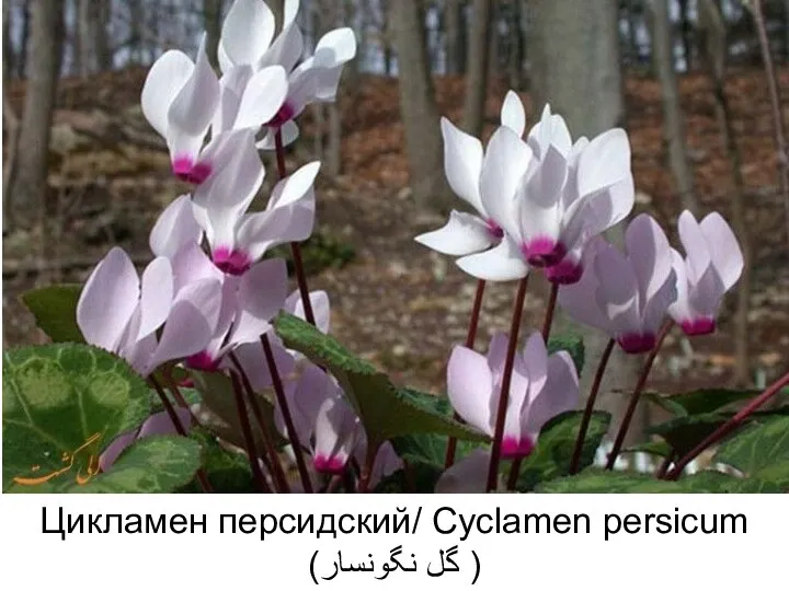 Цикламен персидский/ Cyclamen persicum (گل نگونسار )