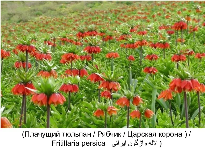 (Плачущий тюльпан / Рябчик / Царская корона ) / Fritillaria persica لاله واژگون ایرانی )