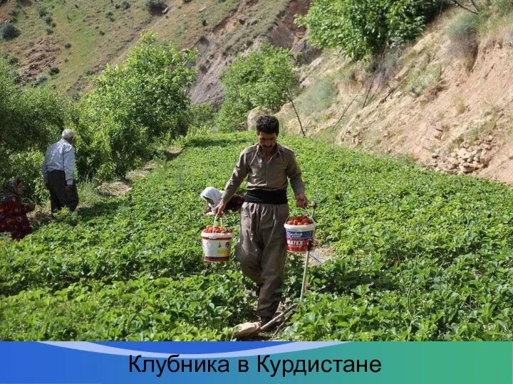Клубника в Курдистане