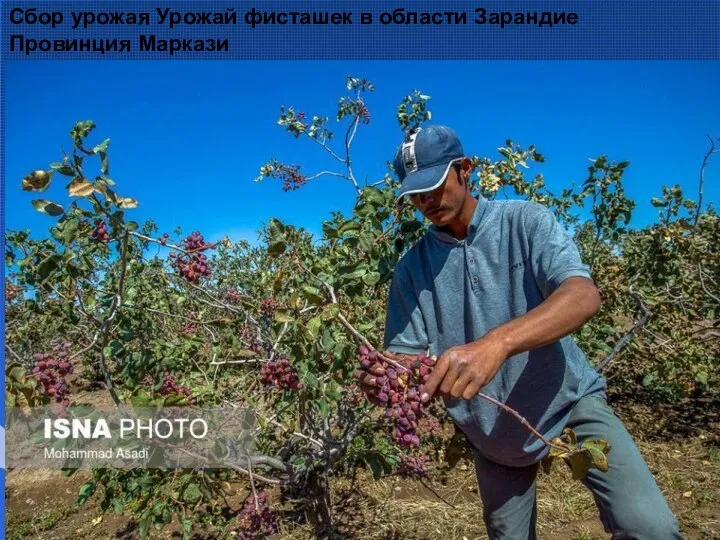 Сбор урожая Урожай фисташек в области Зарандие Провинция Маркази
