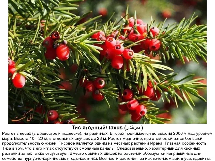 Тис ягодный/ taxus (سرخدار ) Растёт в лесах (в древостое и подлеске),