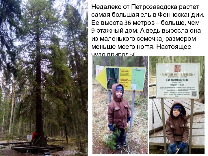 Недалеко от Петрозаводска растет самая большая ель в Фенноскандии. Ее высота 36