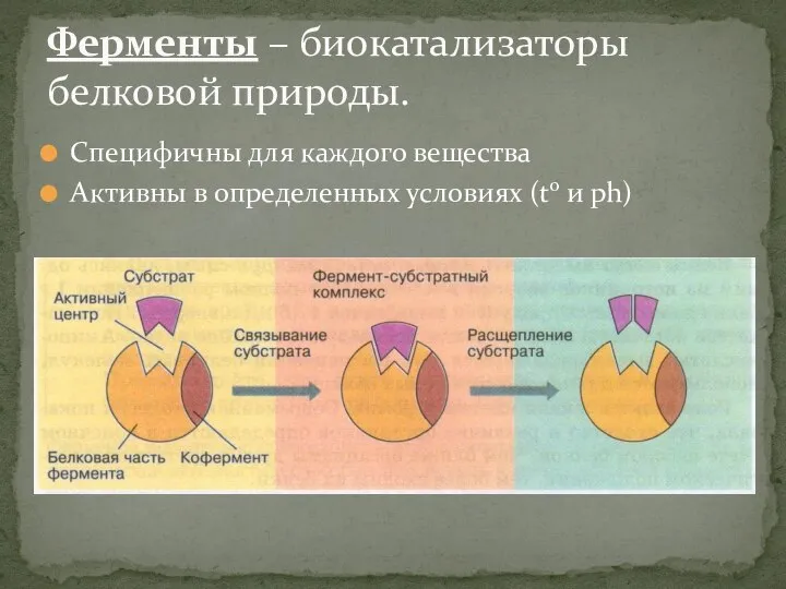 Специфичны для каждого вещества Активны в определенных условиях (to и ph) Ферменты – биокатализаторы белковой природы.