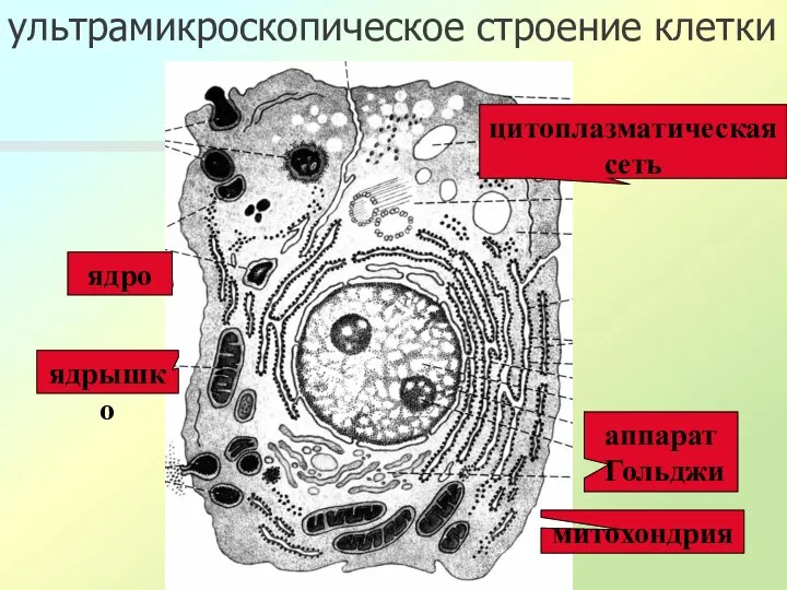 ультрамикроскопическое строение клетки ядро ядрышко митохондрия цитоплазматическая сеть аппарат Гольджи