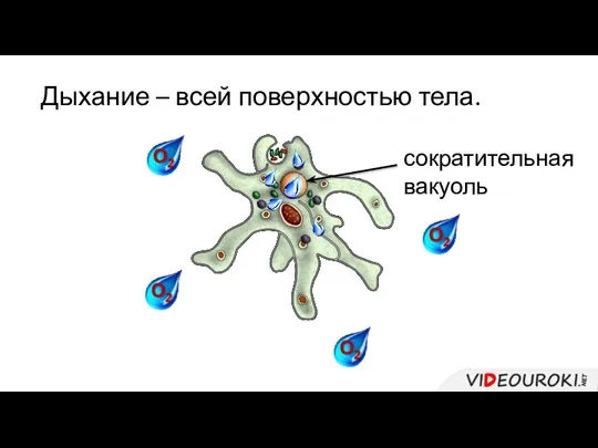 Дыхание – всей поверхностью тела. сократительная вакуоль