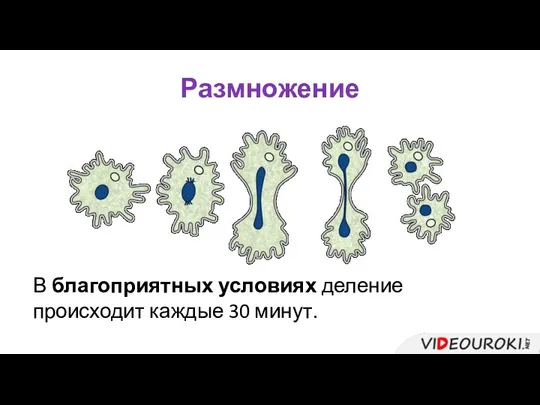 Размножение В благоприятных условиях деление происходит каждые 30 минут.