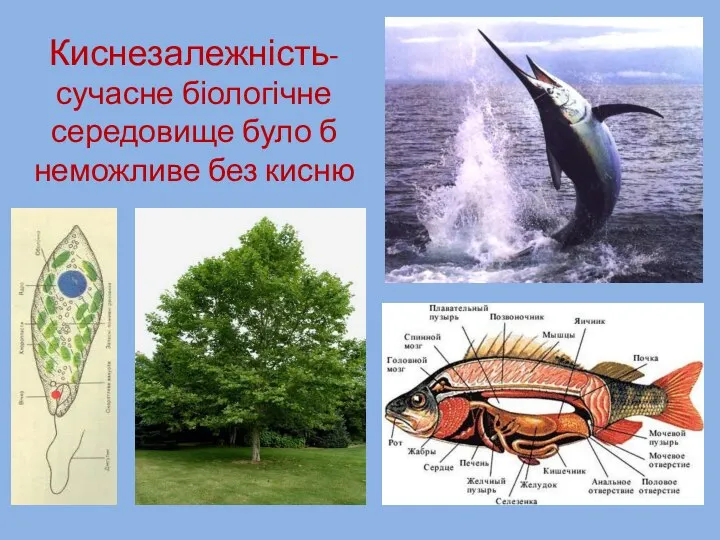 Киснезалежність- сучасне біологічне середовище було б неможливе без кисню