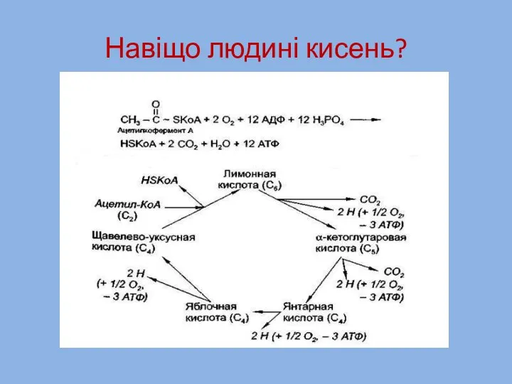 Навіщо людині кисень?