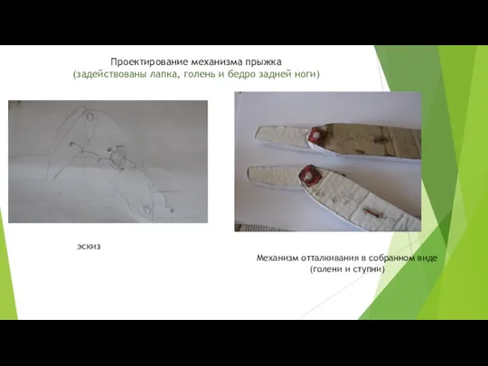 Проектирование механизма прыжка (задействованы лапка, голень и бедро задней ноги) Механизм отталкивания