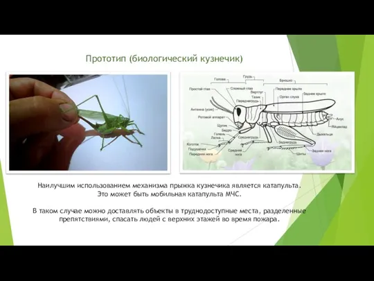 Прототип (биологический кузнечик) Наилучшим использованием механизма прыжка кузнечика является катапульта. Это может