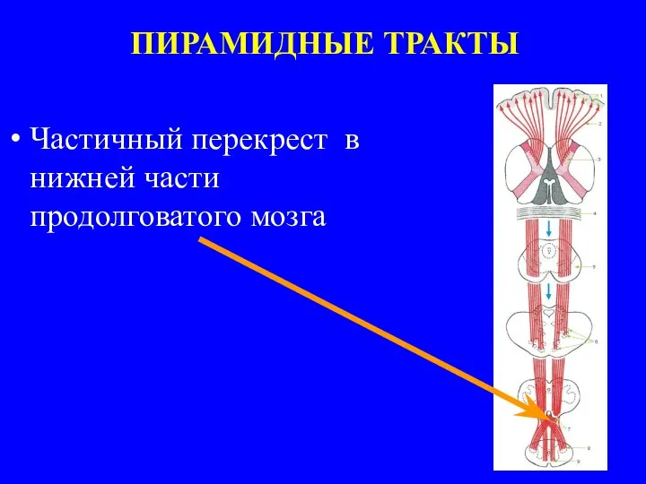 Частичный перекрест в нижней части продолговатого мозга ПИРАМИДНЫЕ ТРАКТЫ
