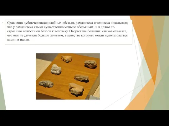 Сравнение зубов человекоподобных обезьян, рамапитека и человека показывает, что у рамапитека клыки