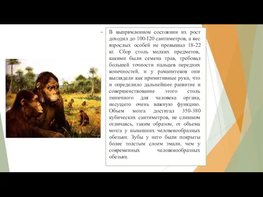 В выпрямленном состоянии их рост доходил до 100-I20 сантиметров, а вес взрослых