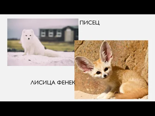 ЛИСИЦА ФЕНЕК ПИСЕЦ