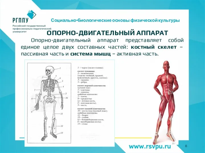 Социально-биологические основы физической культуры ОПОРНО-ДВИГАТЕЛЬНЫЙ АППАРАТ Опорно-двигательный аппарат представляет собой единое целое