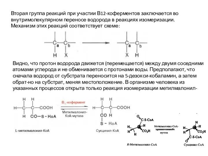 Вторая группа реакций при участии В12-коферментов заключается во внутримолекулярном переносе водорода в