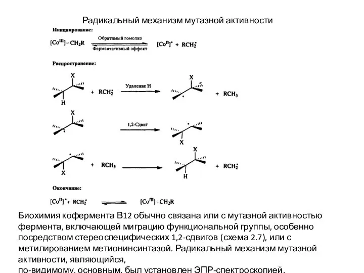 Радикальный механизм мутазной активности Биохимия кофермента В12 обычно связана или с мутазной