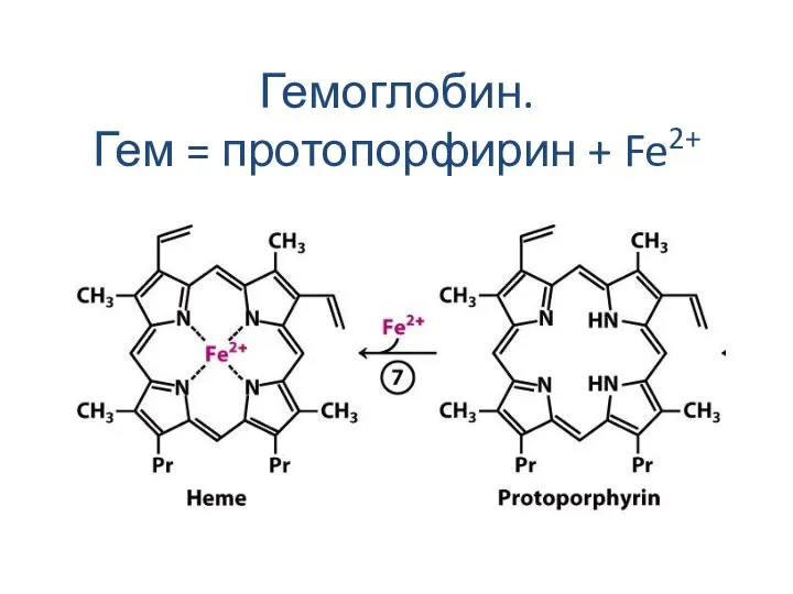 Гемоглобин. Гем = протопорфирин + Fe2+