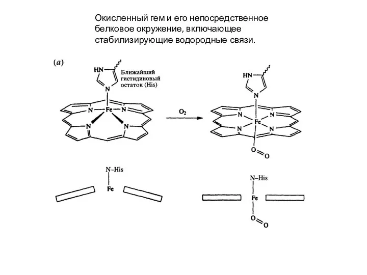 Окисленный гем и его непосредственное белковое окружение, включающее стабилизирующие водородные связи.