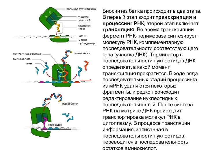 Биосинтез белка происходит в два этапа. В первый этап входит транскрипция и