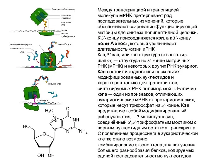 Между транскрипцией и трансляцией молекула мРНК претерпевает ряд последовательных изменений, которые обеспечивают