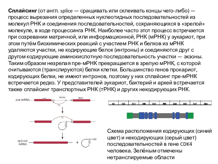 Сплайсинг (от англ. splice — сращивать или склеивать концы чего-либо) — процесс