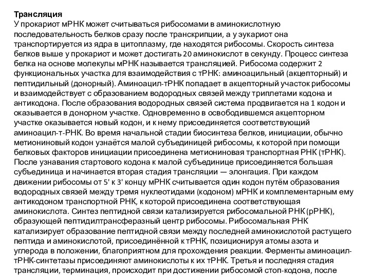 Трансляция У прокариот мРНК может считываться рибосомами в аминокислотную последовательность белков сразу