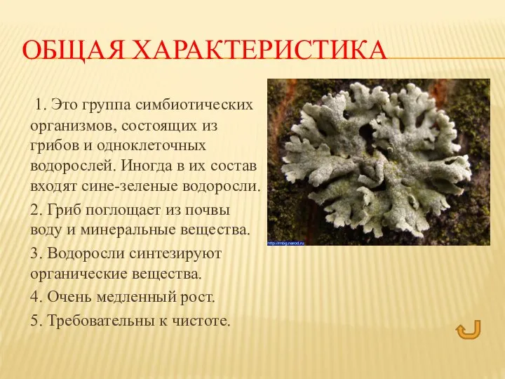 ОБЩАЯ ХАРАКТЕРИСТИКА 1. Это группа симбиотических организмов, состоящих из грибов и одноклеточных