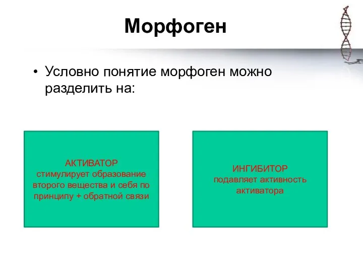 Морфоген Условно понятие морфоген можно разделить на: АКТИВАТОР стимулирует образование второго вещества