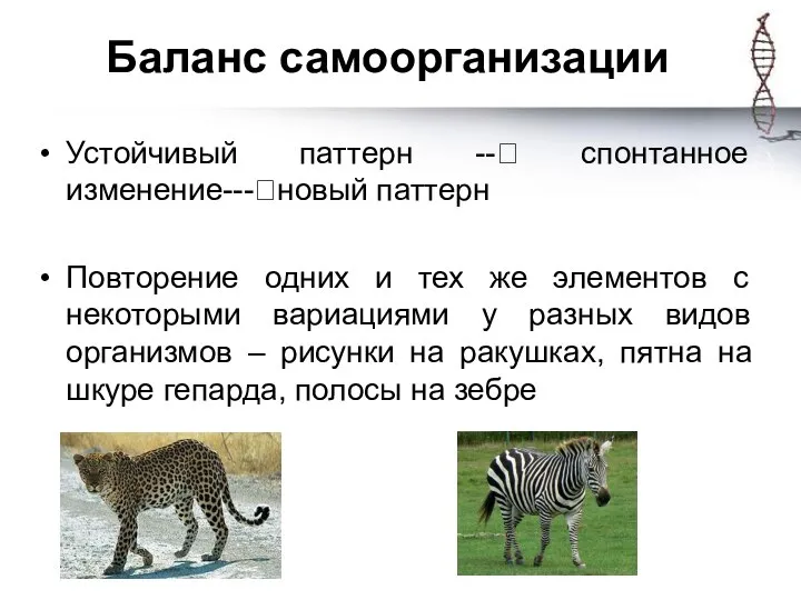 Баланс самоорганизации Устойчивый паттерн --? спонтанное изменение---?новый паттерн Повторение одних и тех