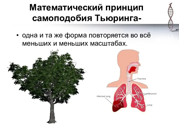 Математический принцип самоподобия Тьюринга- одна и та же форма повторяется во всё меньших и меньших масштабах.