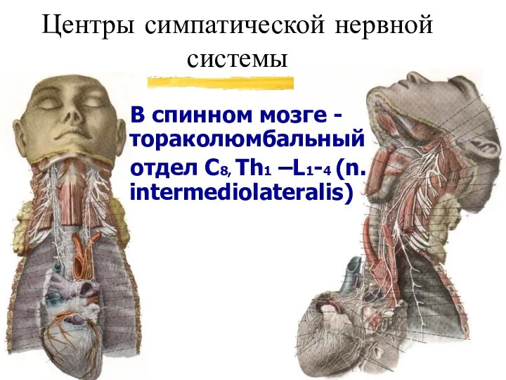 Центры симпатической нервной системы В спинном мозге - тораколюмбальный отдел C8, Th1 –L1-4 (n. intermediolateralis)