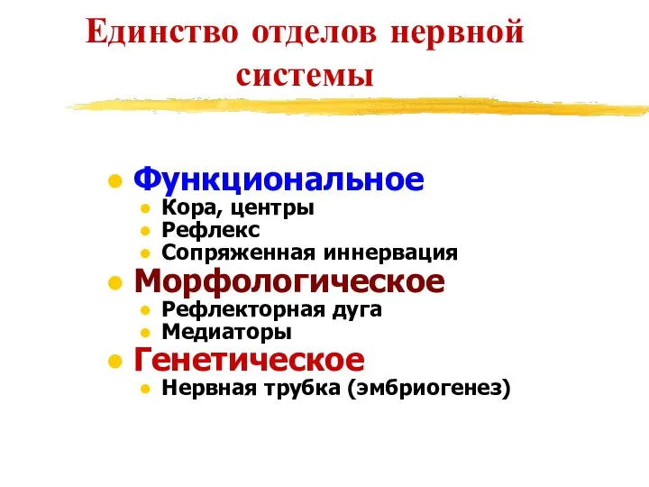 Единство отделов нервной системы Функциональное Кора, центры Рефлекс Сопряженная иннервация Морфологическое Рефлекторная