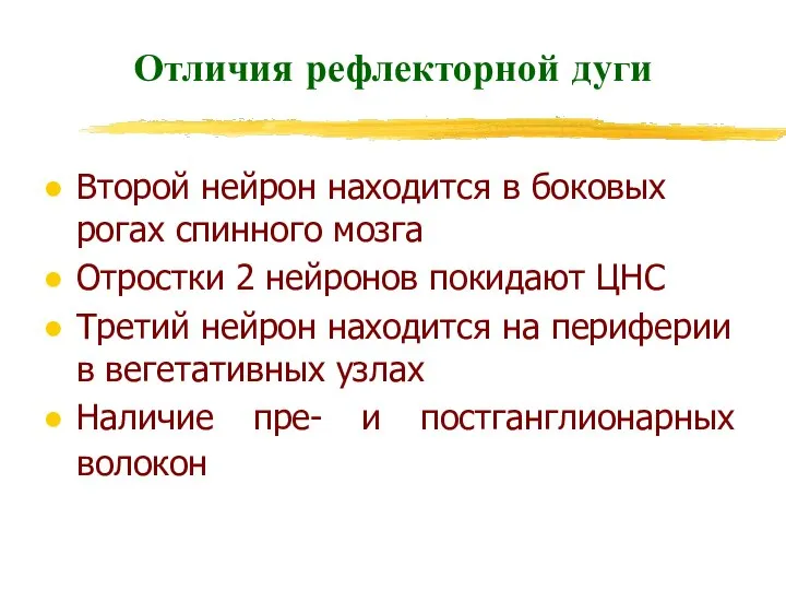 Второй нейрон находится в боковых рогах спинного мозга Отростки 2 нейронов покидают