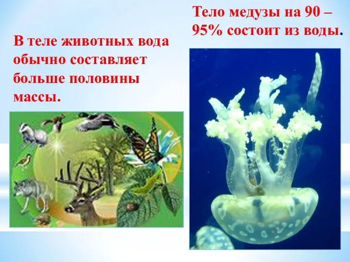 Тело медузы на 90 – 95% состоит из воды. В теле животных