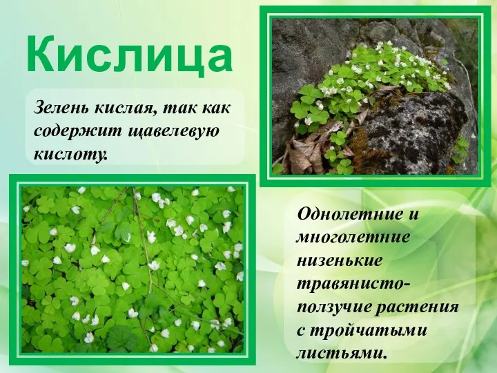 Кислица Зелень кислая, так как содержит щавелевую кислоту. Однолетние и многолетние низенькие