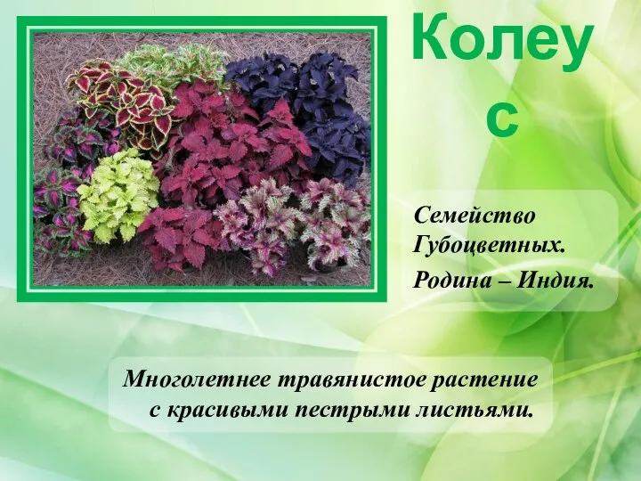 Колеус Семейство Губоцветных. Родина – Индия. Многолетнее травянистое растение с красивыми пестрыми листьями.