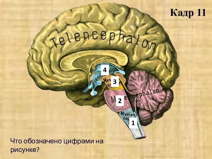 Что обозначено цифрами на рисунке? 1 2 3 4 Кадр 11