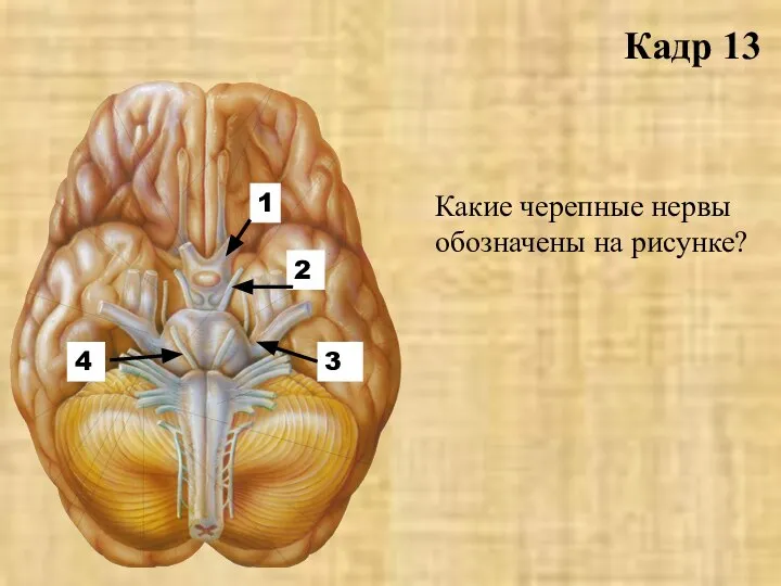 Кадр 13 1 2 3 4 Какие черепные нервы обозначены на рисунке?