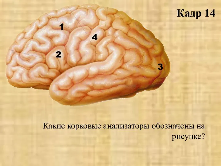 Кадр 14 1 2 3 4 Какие корковые анализаторы обозначены на рисунке?