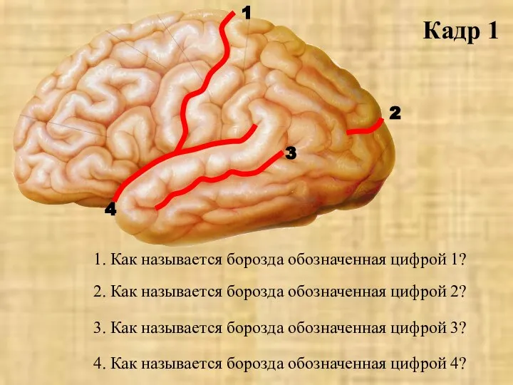 Кадр 1 1. Как называется борозда обозначенная цифрой 1? 2. Как называется