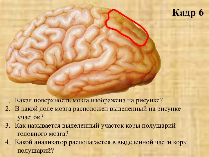 Какая поверхность мозга изображена на рисунке? В какой доле мозга расположен выделенный
